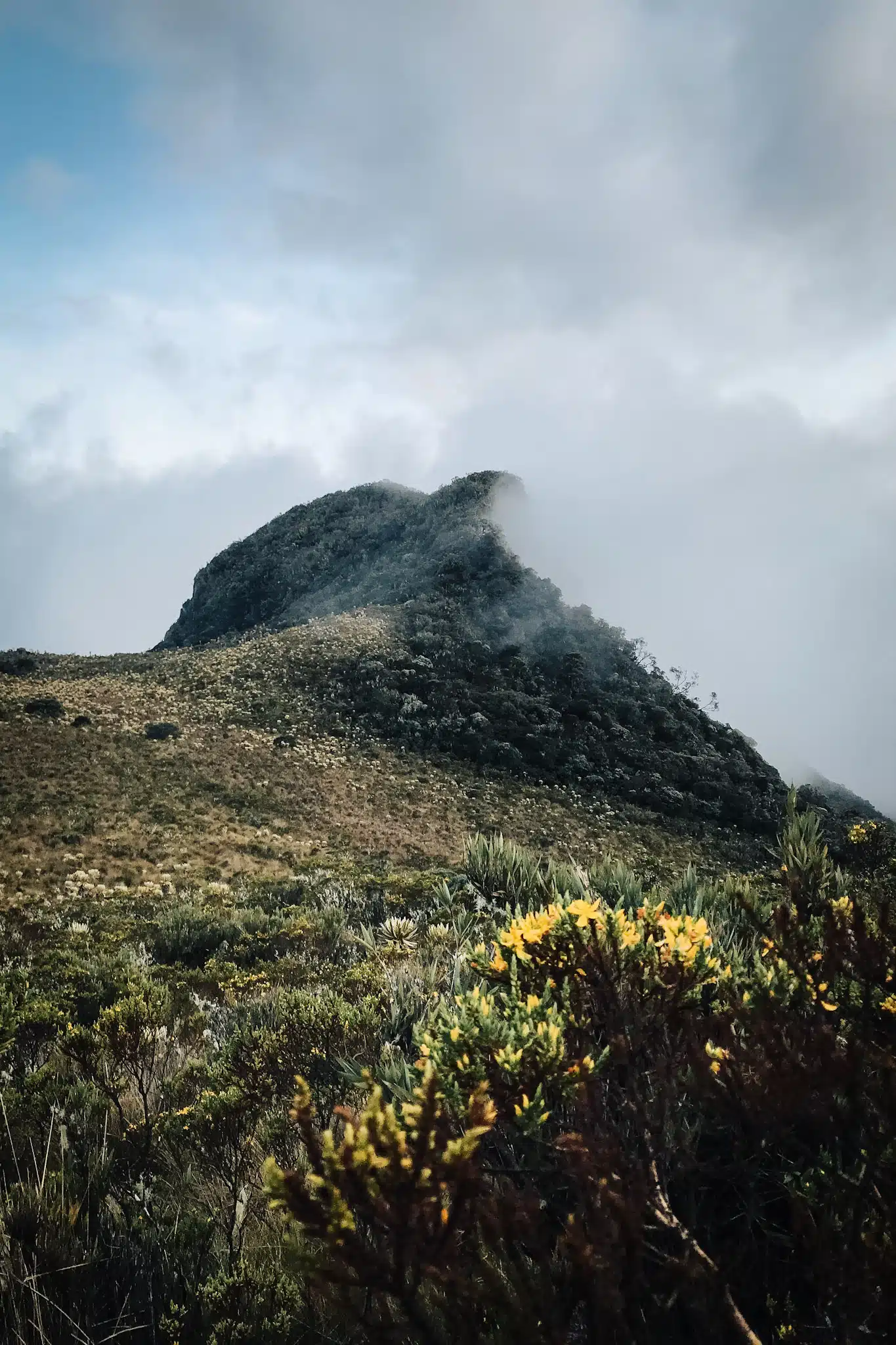 Yellow flowers on top of a hill in the highlands of Colombia seen while hiking