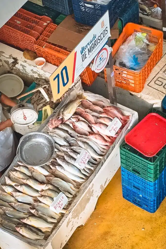 Fish laying neatly at the fish market in Santa Ana in Panama City