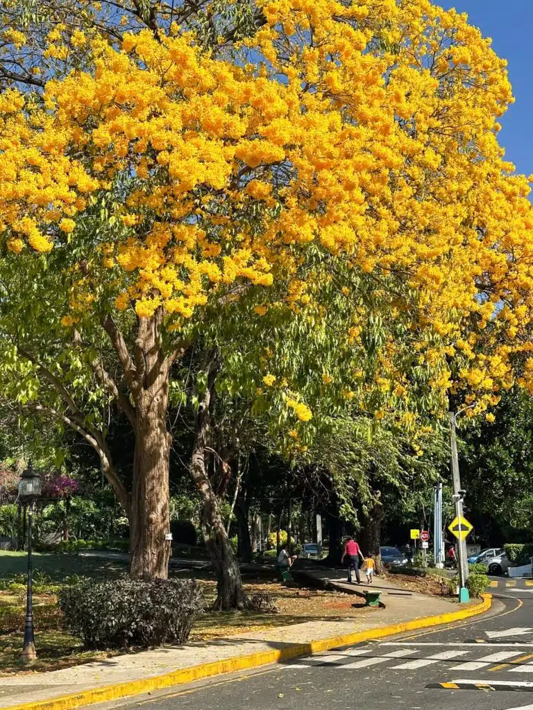 Guayacan tree covered with yellow flowers in full bloom at the entrance to Parque Omar in Panama City