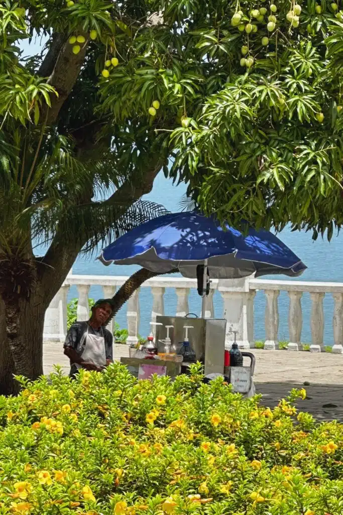 Seller of shaved ice cones escaping midday heat under a mango tree surrounded by yellow flowers on Amador Causeway in Panama City