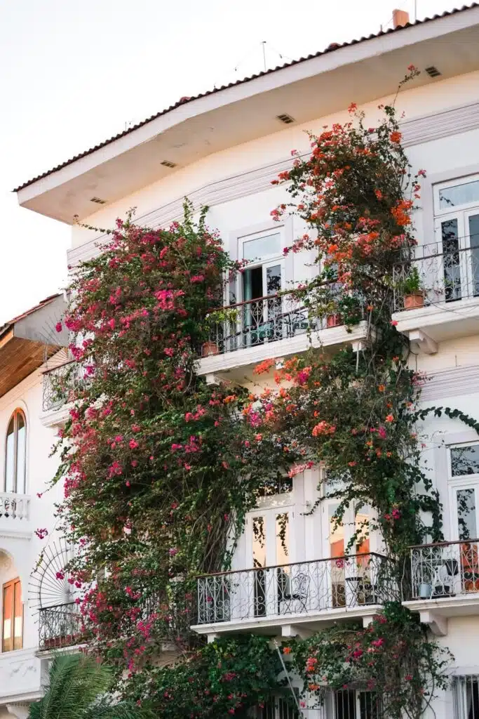 Bougainvillea trees covering the entire length of the building found in Casco Viejo in Panama City