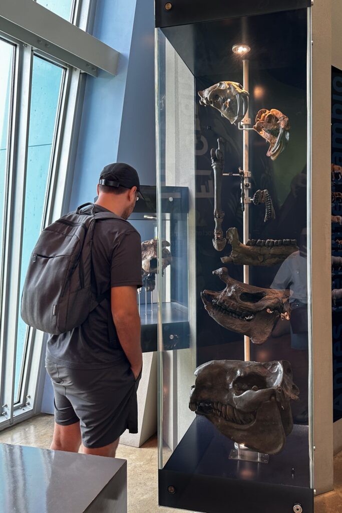 Man looking at animal sculls at Panama City's museum of biodiversity