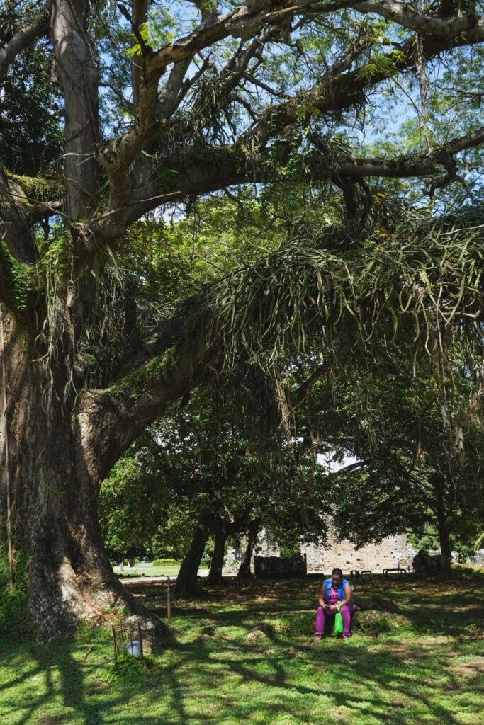 Woman under big tree in Panama Viejo park inside UNESCO site museum in Panama City