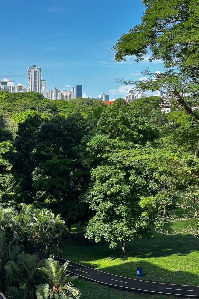 Trail and tall trees in Parque Omar
