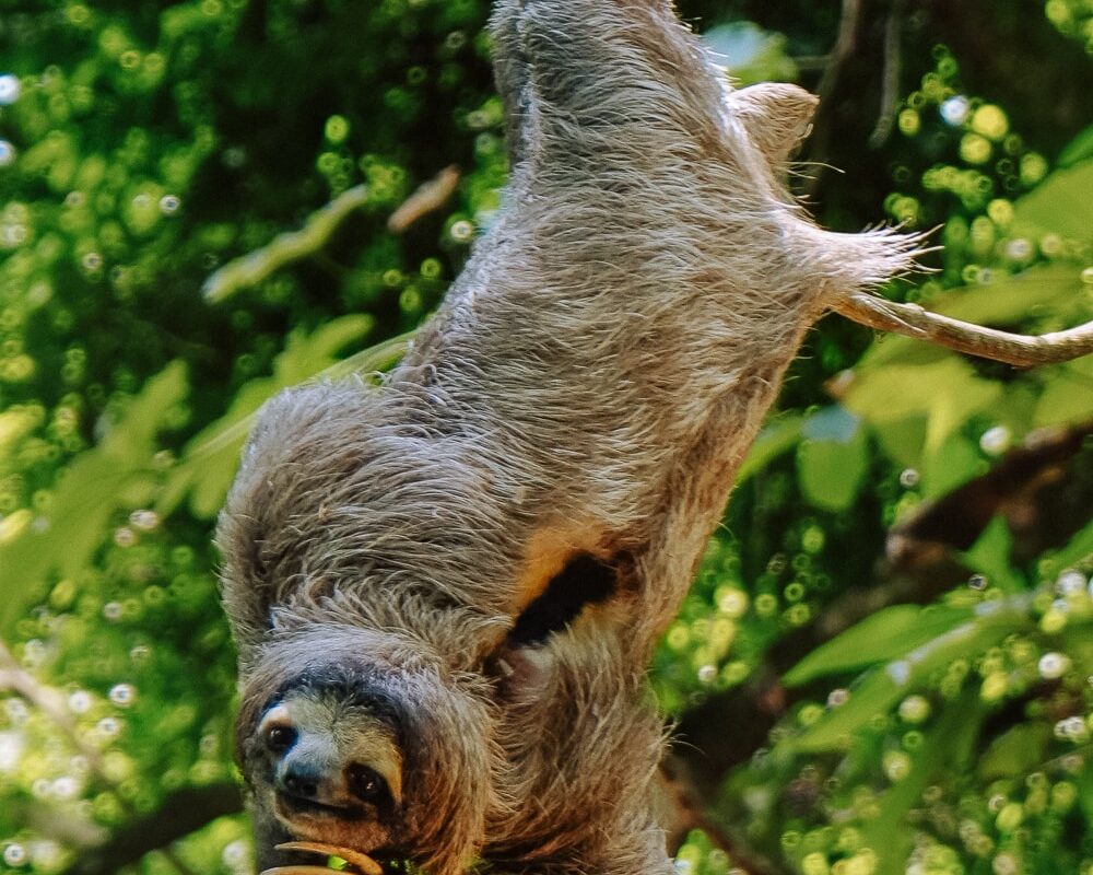 Sloth in a tree at Ancon Hill in Panama City