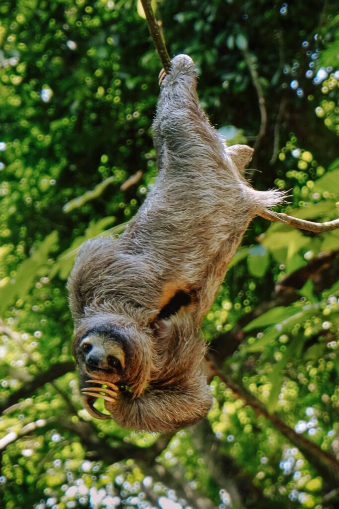Sloth in a tree at Ancon Hill in Panama City