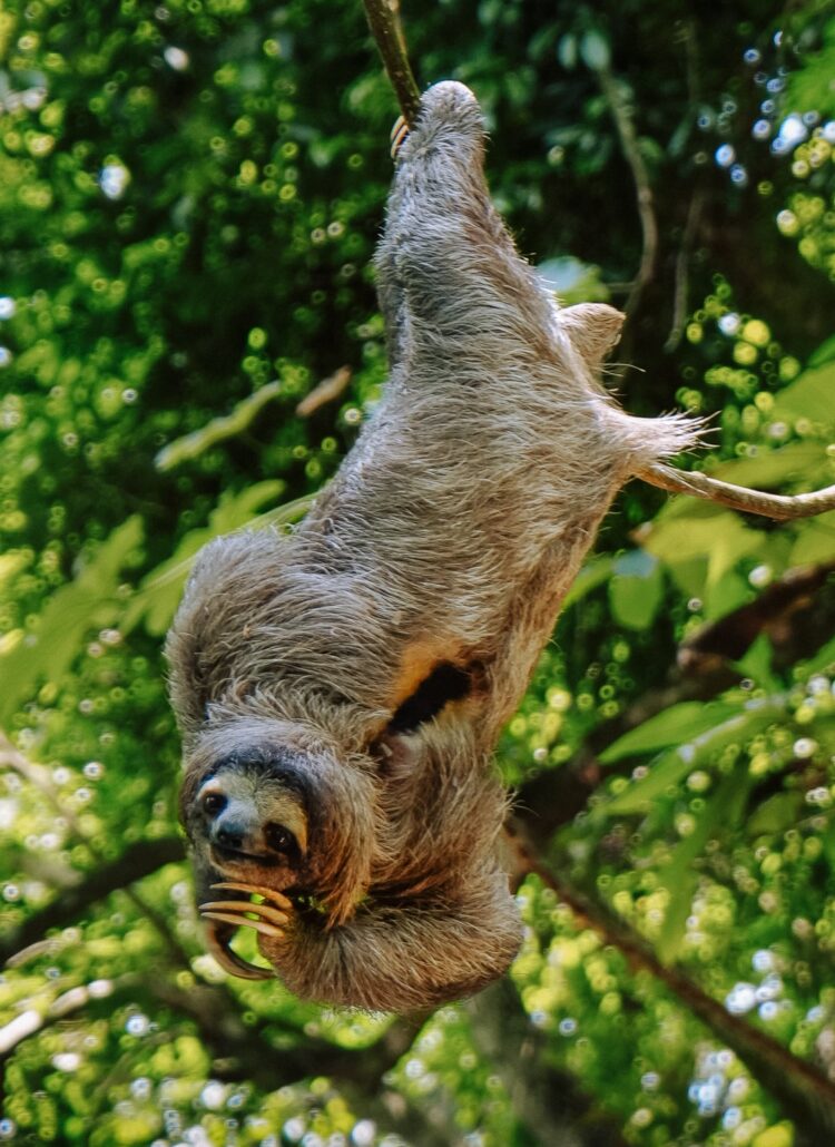 Sloth in a tree at Ancon Hill in Panama City