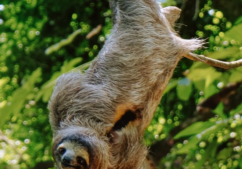 Sloth in a tree at Ancon Hill in Panama City
