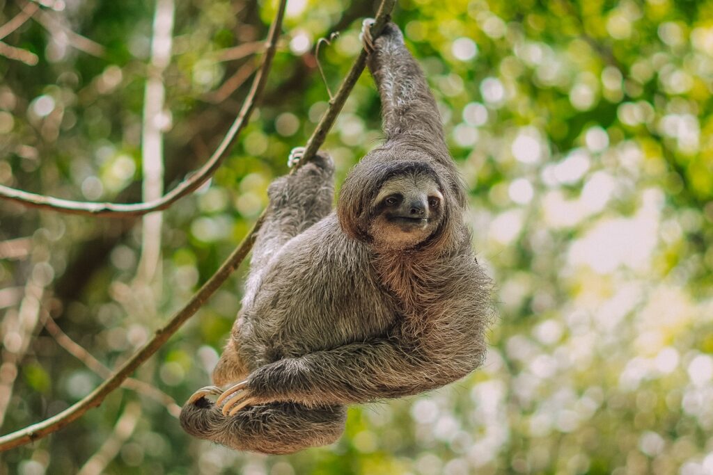 Sloth in a tree at Ancon Hill in Panama City