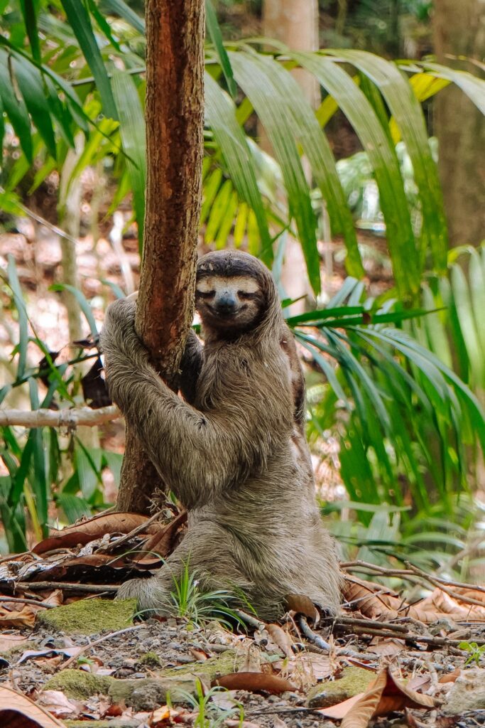 Sloth sitting on the ground at Ancon Hill in Panama City