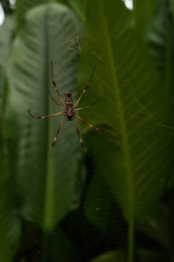 Spider in a web on Ancon Hill