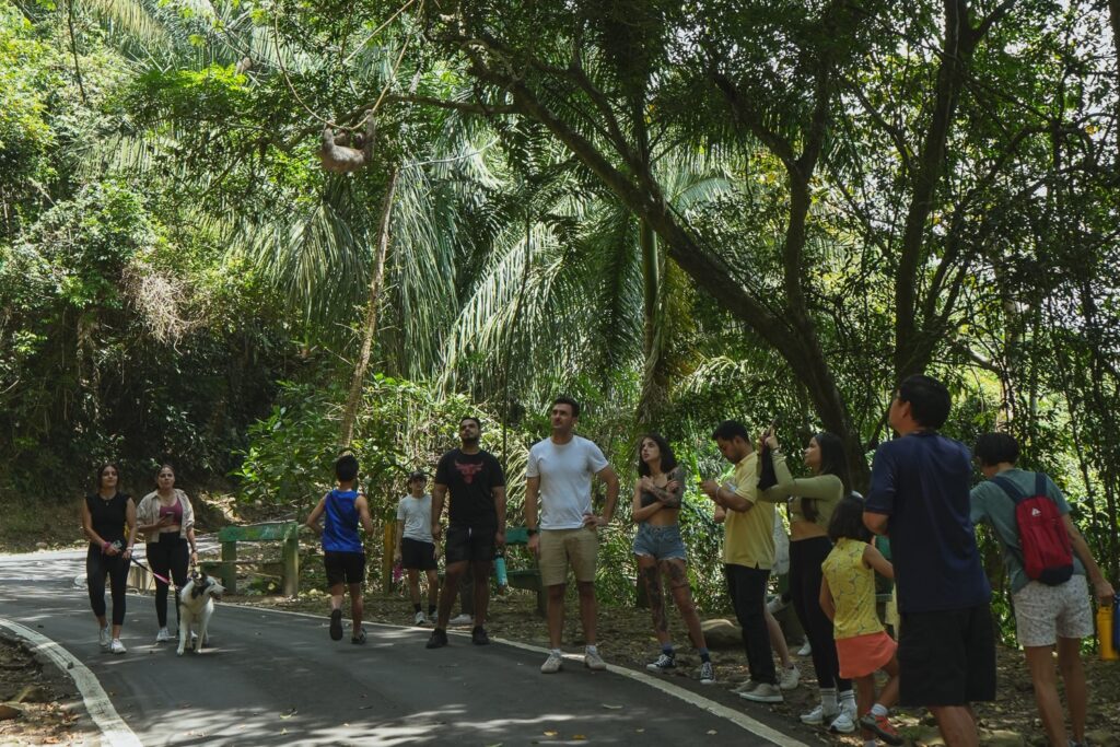 A group of people looking at a sloth hanging down from a tree in Ancon Hill