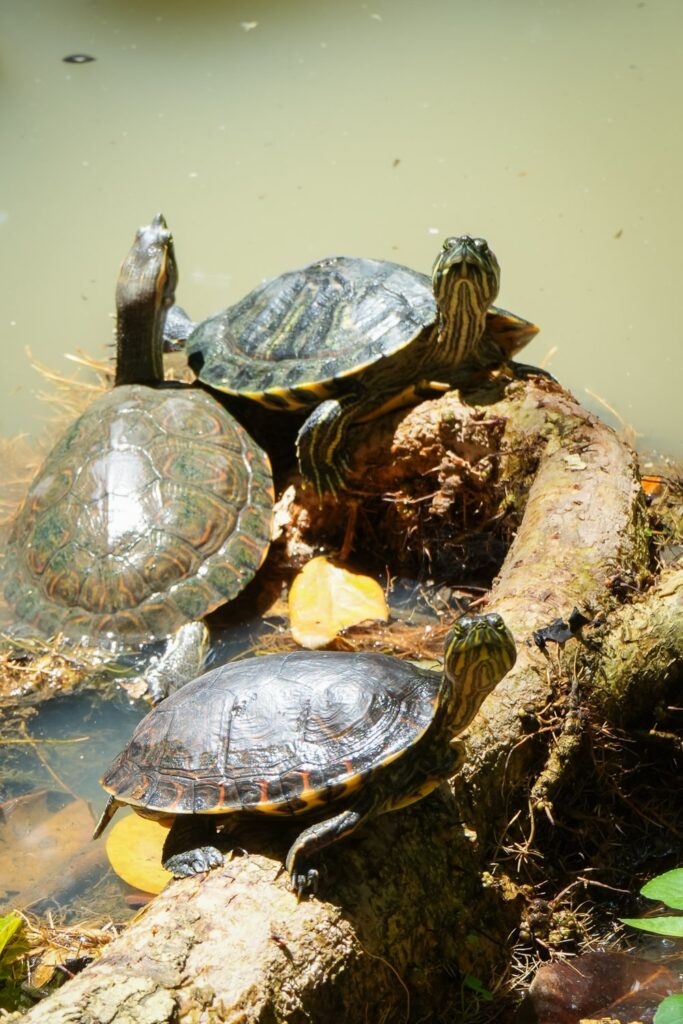 Turtles at Metropolitan park in Panama City