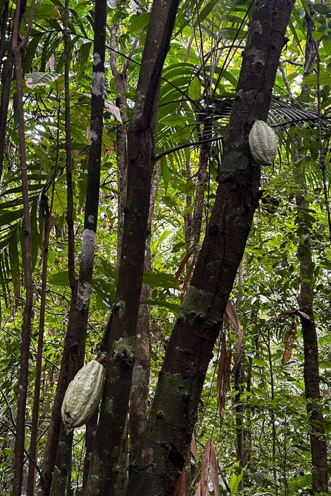 Cacao trees in Soberania National Park in Panama City
