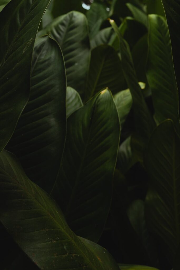 Green leaves in Ancon hill in Panama City