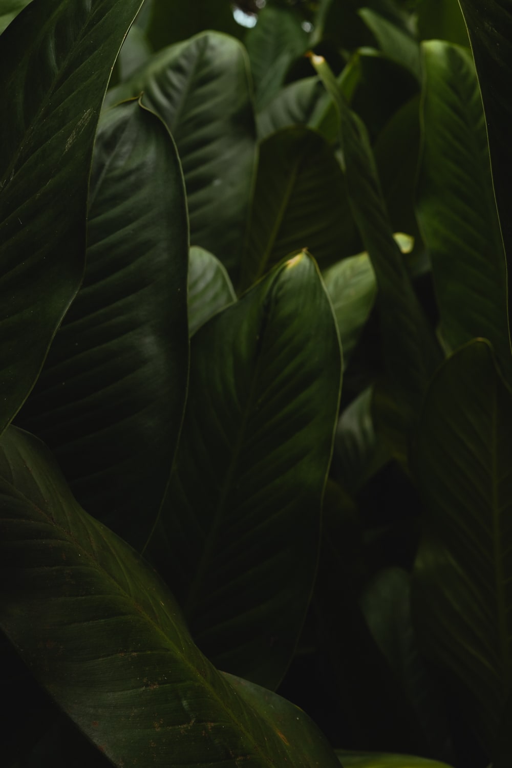 Green leaves in a park a trip in Panama City