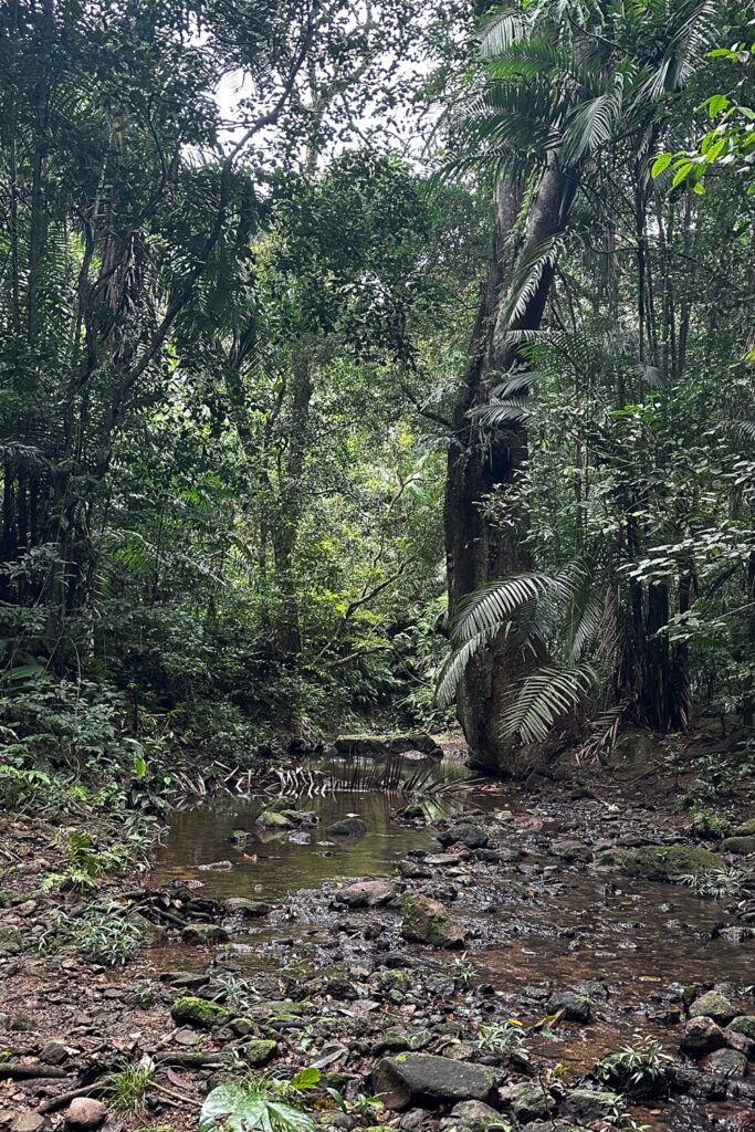 View of dense jungle at Soberania National Park in Panama City